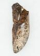 Partial Tyrannosaurus rex (T-Rex) Tooth #11917-1